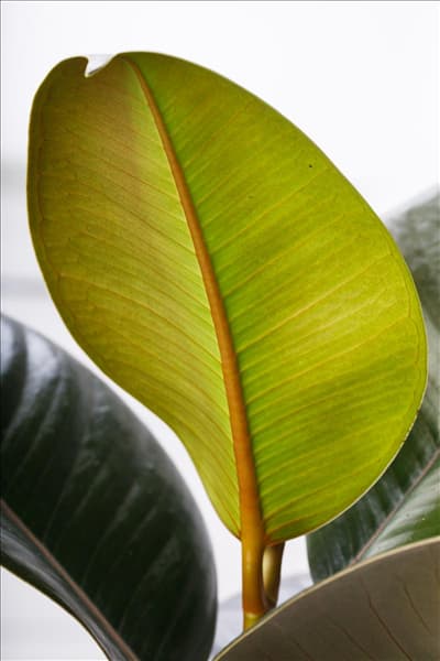Ficus elastica