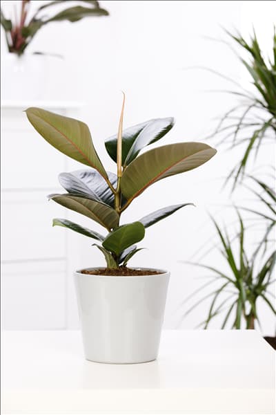 Ficus elastica
