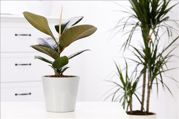 Ficus elastica