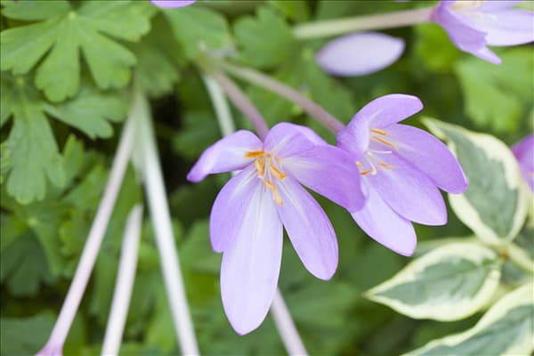 Colchicum autumnale