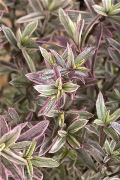 Hebe 'Frozen Flame'