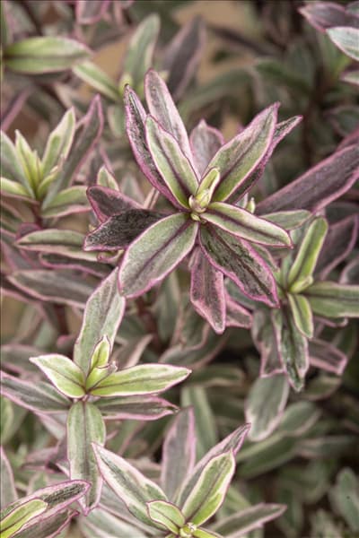 Hebe 'Frozen Flame'