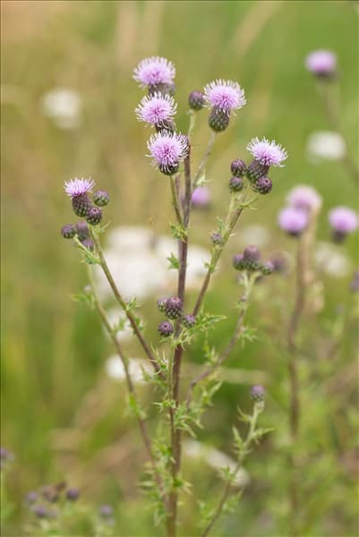 Cirsium arvense