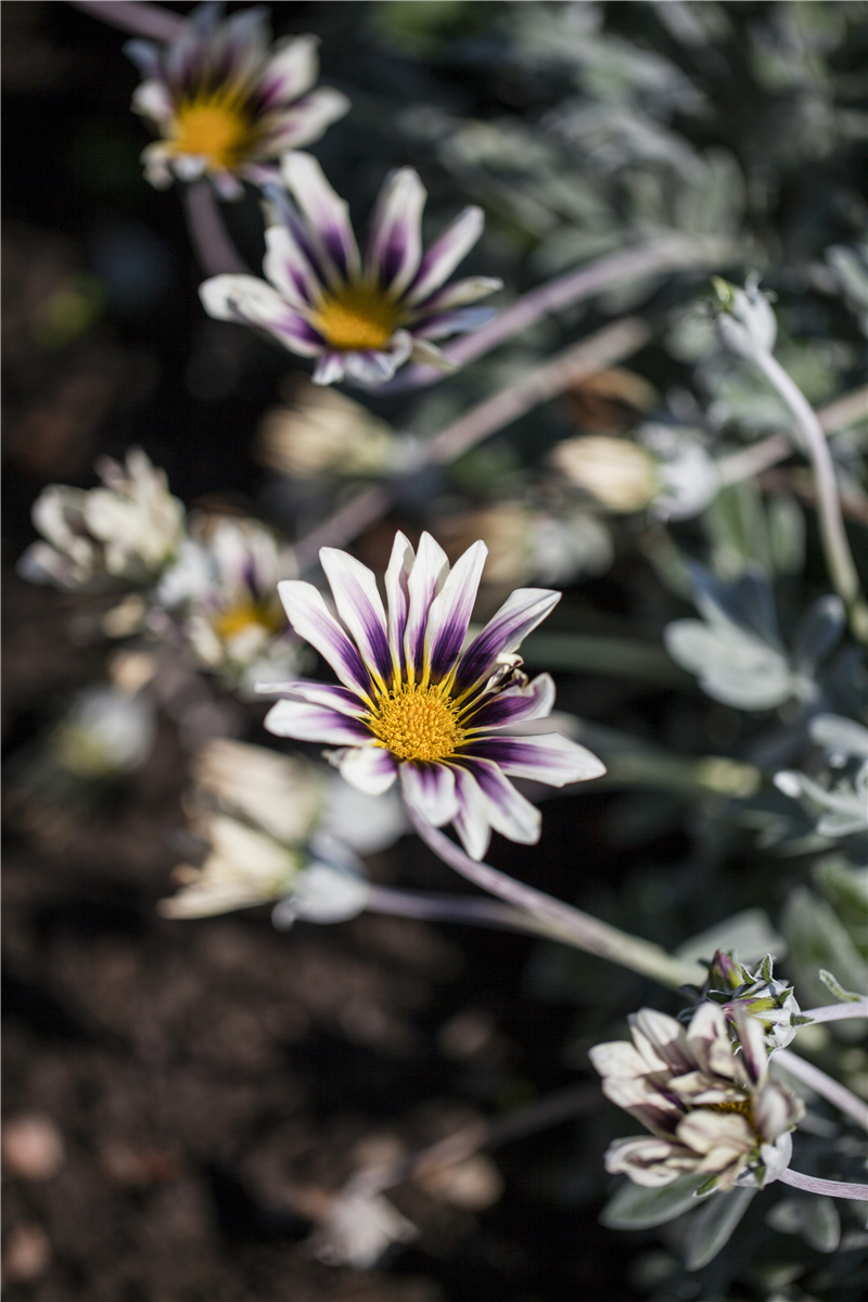Gazania rigens