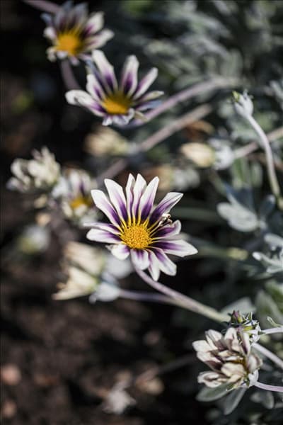 Gazania rigens
