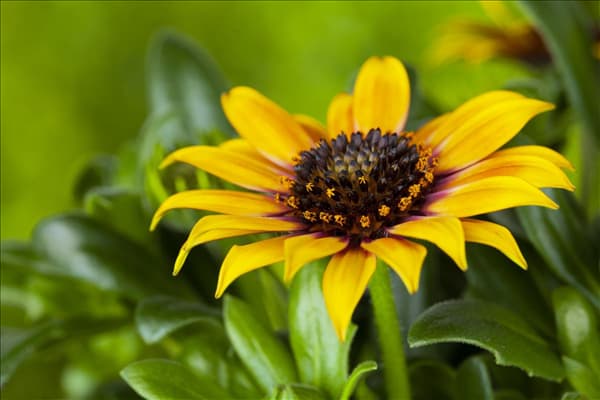 Gazania rigens
