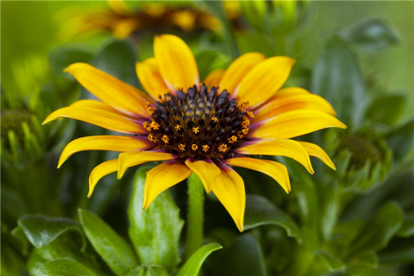 Gazania rigens