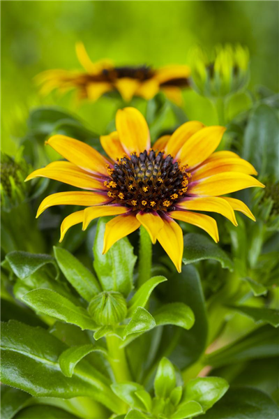 Gazania rigens