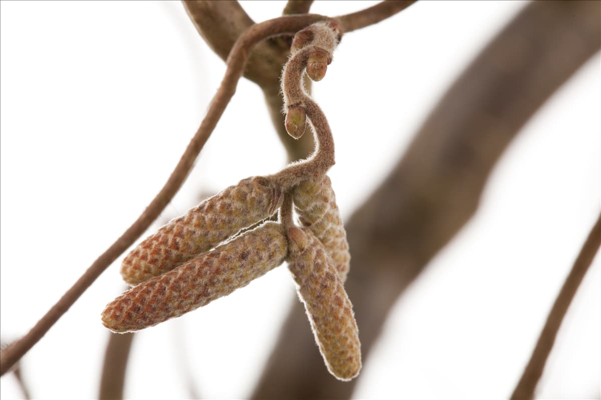 Corylus avellana
