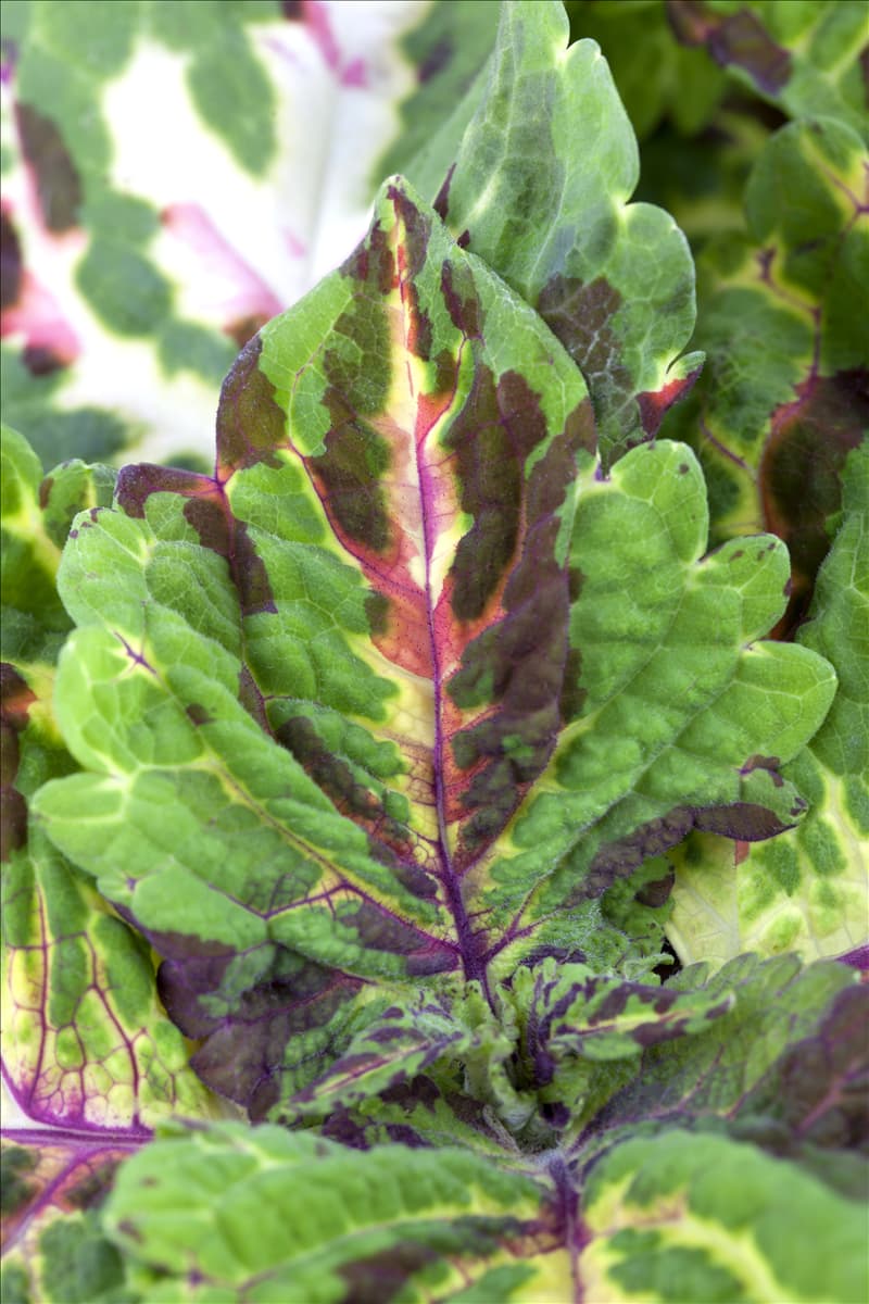 Coleus blumei
