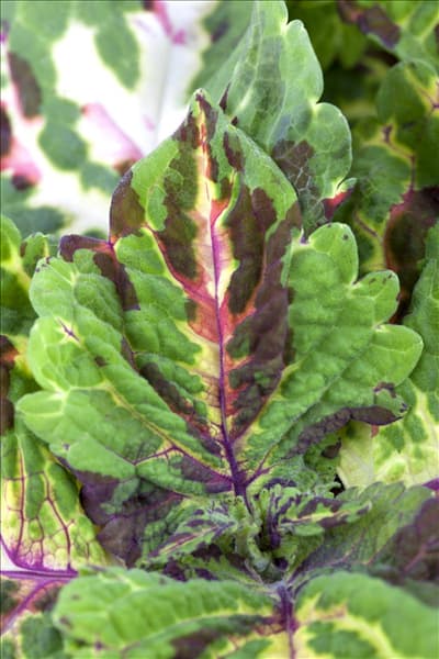 Coleus blumei