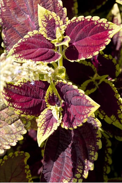 Coleus blumei