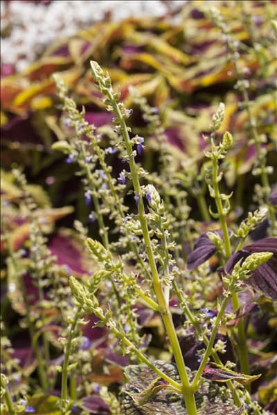 Coleus blumei