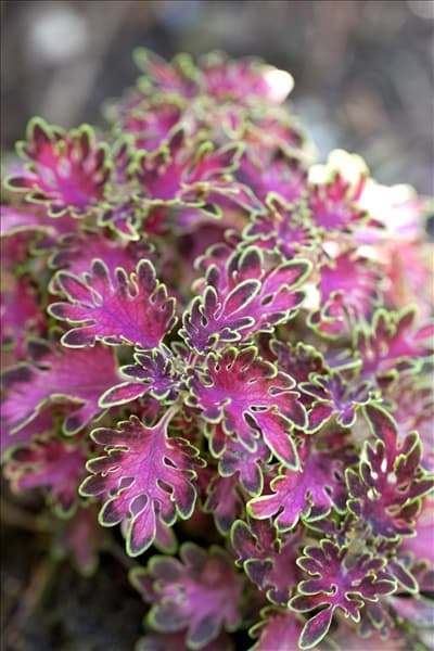 Coleus blumei
