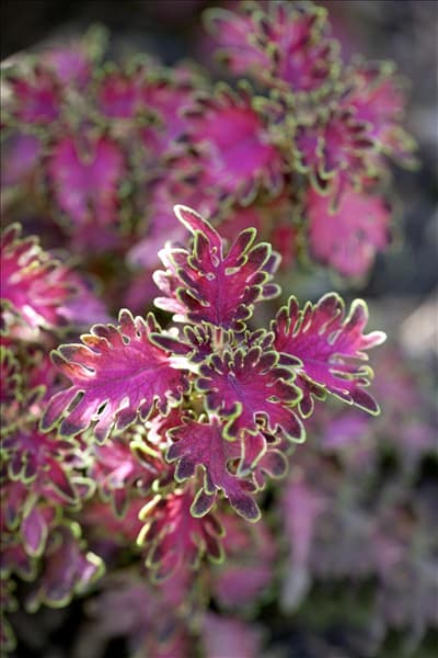 Coleus blumei