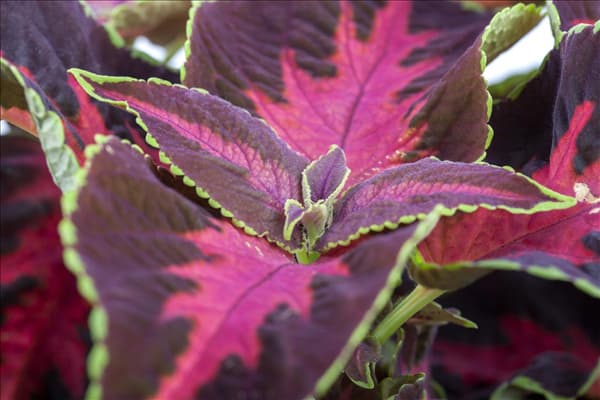 Coleus blumei