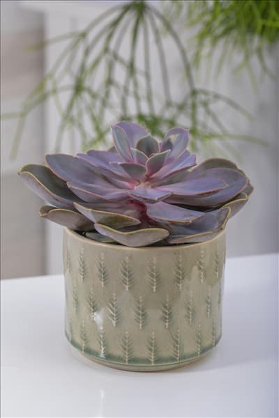 Echeveria 'Purple Pearl'