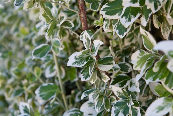 Euonymus fortunei 'Emerald Gaiety'