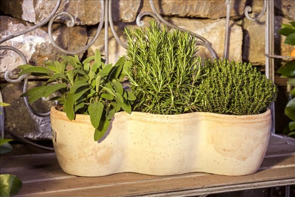Rosmarinus officinalis