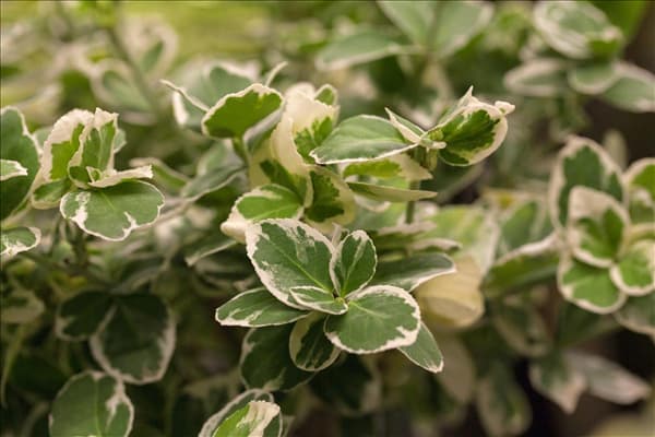 Euonymus fortunei 'Emerald Gaiety'