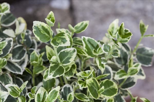 Euonymus fortunei 'Emerald Gaiety'