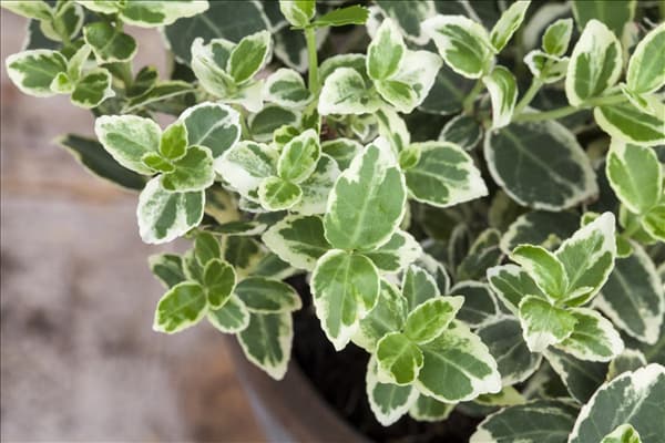 Euonymus fortunei 'Emerald Gaiety'