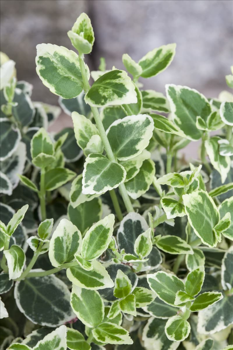 Euonymus fortunei 'Emerald Gaiety'