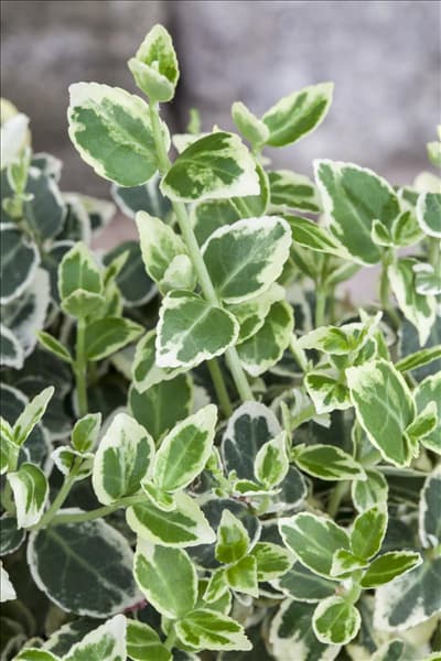 Euonymus fortunei 'Emerald Gaiety'