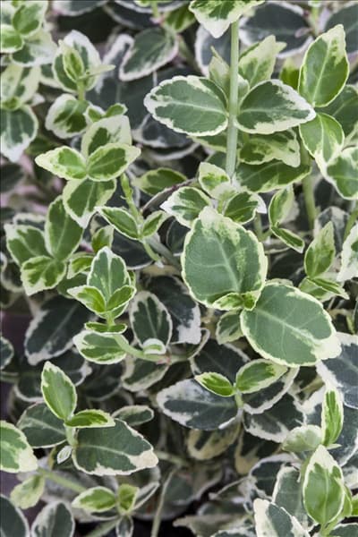 Euonymus fortunei 'Emerald Gaiety'