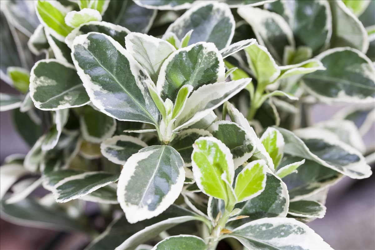 Euonymus fortunei 'Emerald Gaiety'