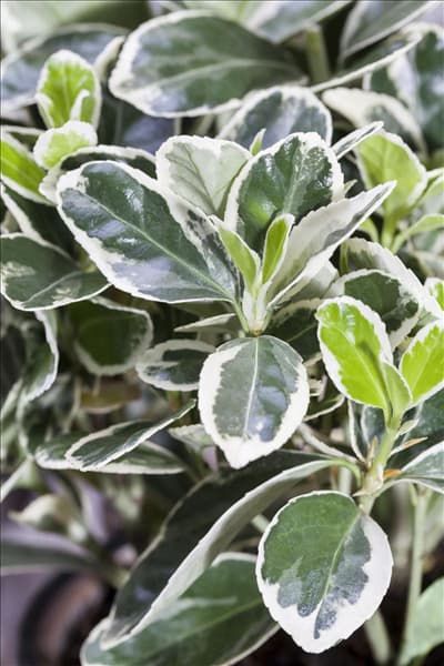 Euonymus japonicus 'Gray Beauty'