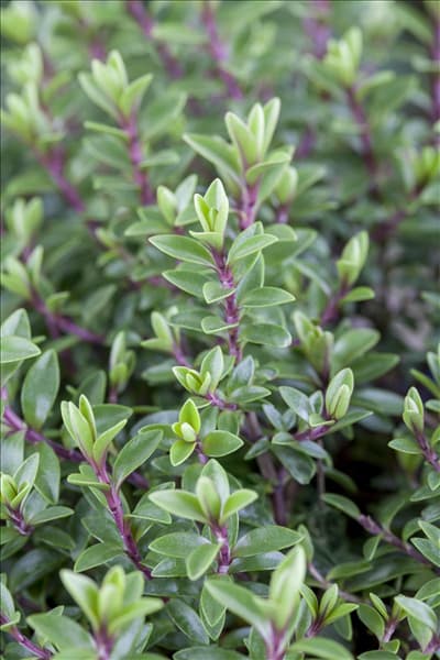 Hebe 'Green Boys'