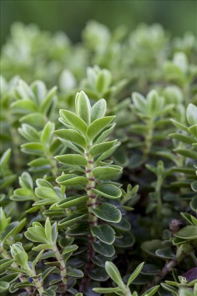Hebe 'Green Boys'