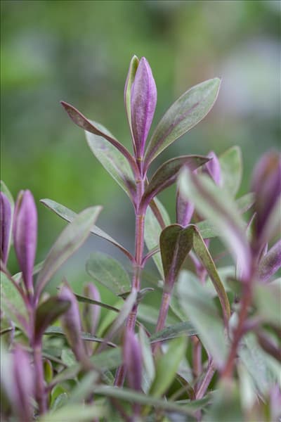 Hebe 'Green Boys'