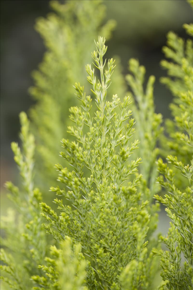 Chamaecyparis lawsoniana 'Ellwood´s Empire'