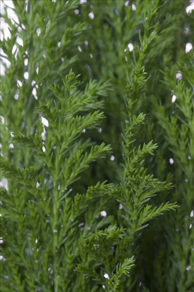 Chamaecyparis lawsoniana 'Ellwood´s Empire'