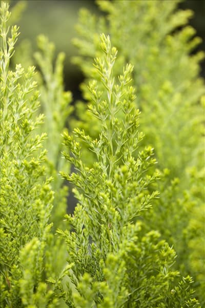 Chamaecyparis lawsoniana 'Ellwood´s Empire'