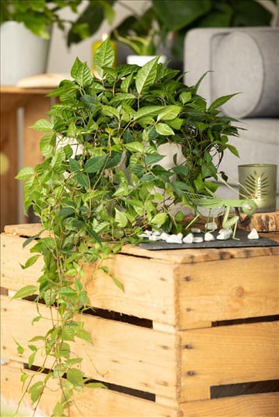 Cissus rhombifolia