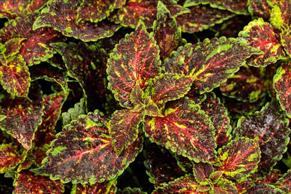 Coleus blumei 'Freaky Leaves'™