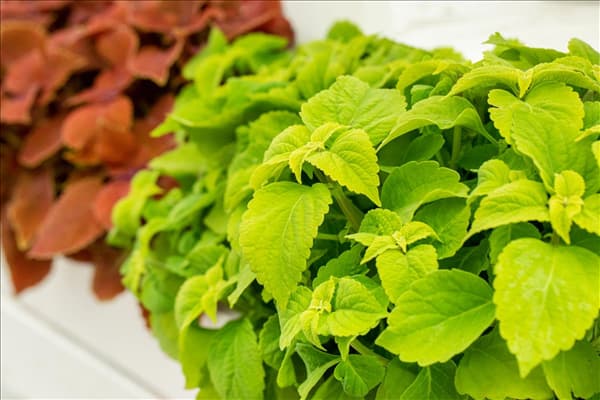 Coleus blumei 'Freaky Leaves'™