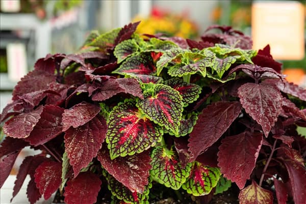 Coleus blumei 'Freaky Leaves'™