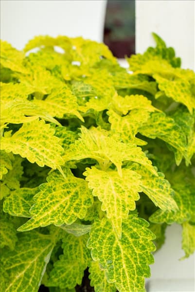 Coleus blumei 'Freaky Leaves'™