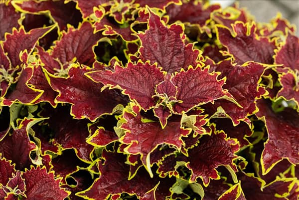 Coleus blumei 'Freaky Leaves'™