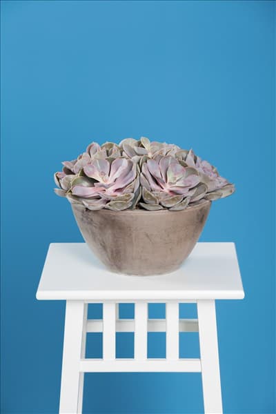 Echeveria 'Purple Pearl'