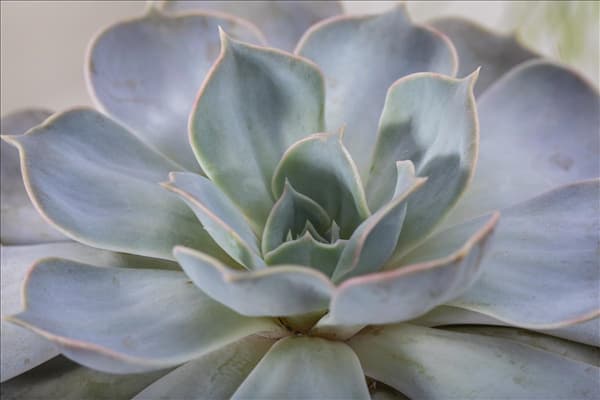 Echeveria 'Purple Pearl'