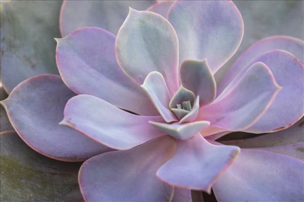 Echeveria 'Purple Pearl'