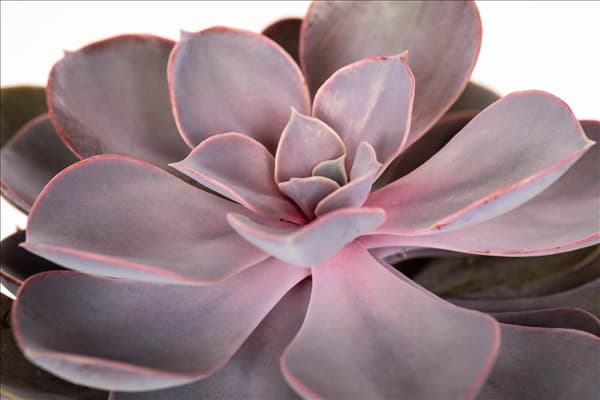 Echeveria 'Purple Pearl'