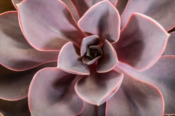 Echeveria 'Purple Pearl'