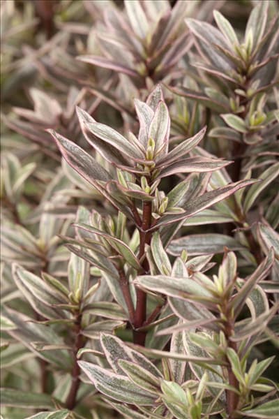 Hebe 'Magicolors'