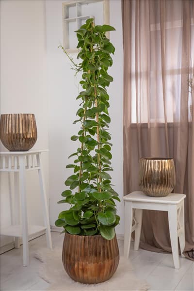 Cissus rhombifolia 'Ellen Danica'